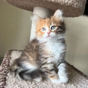 Cosmo