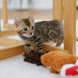 Kitty