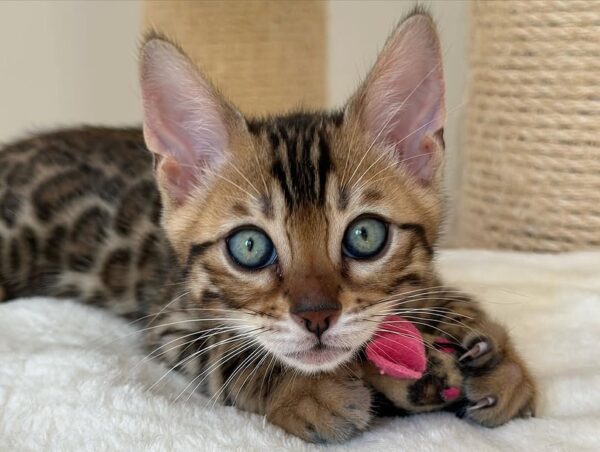 Oliver