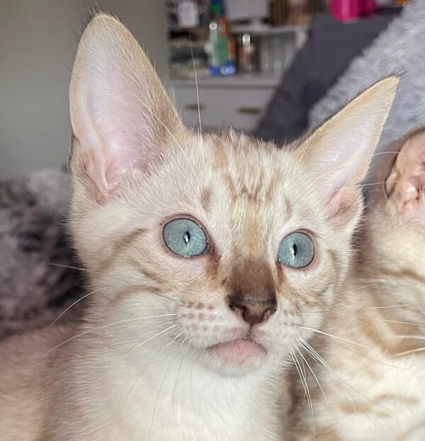 Ziggy